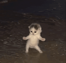 Suda dans eden yavru kedi GIF önizlemesi